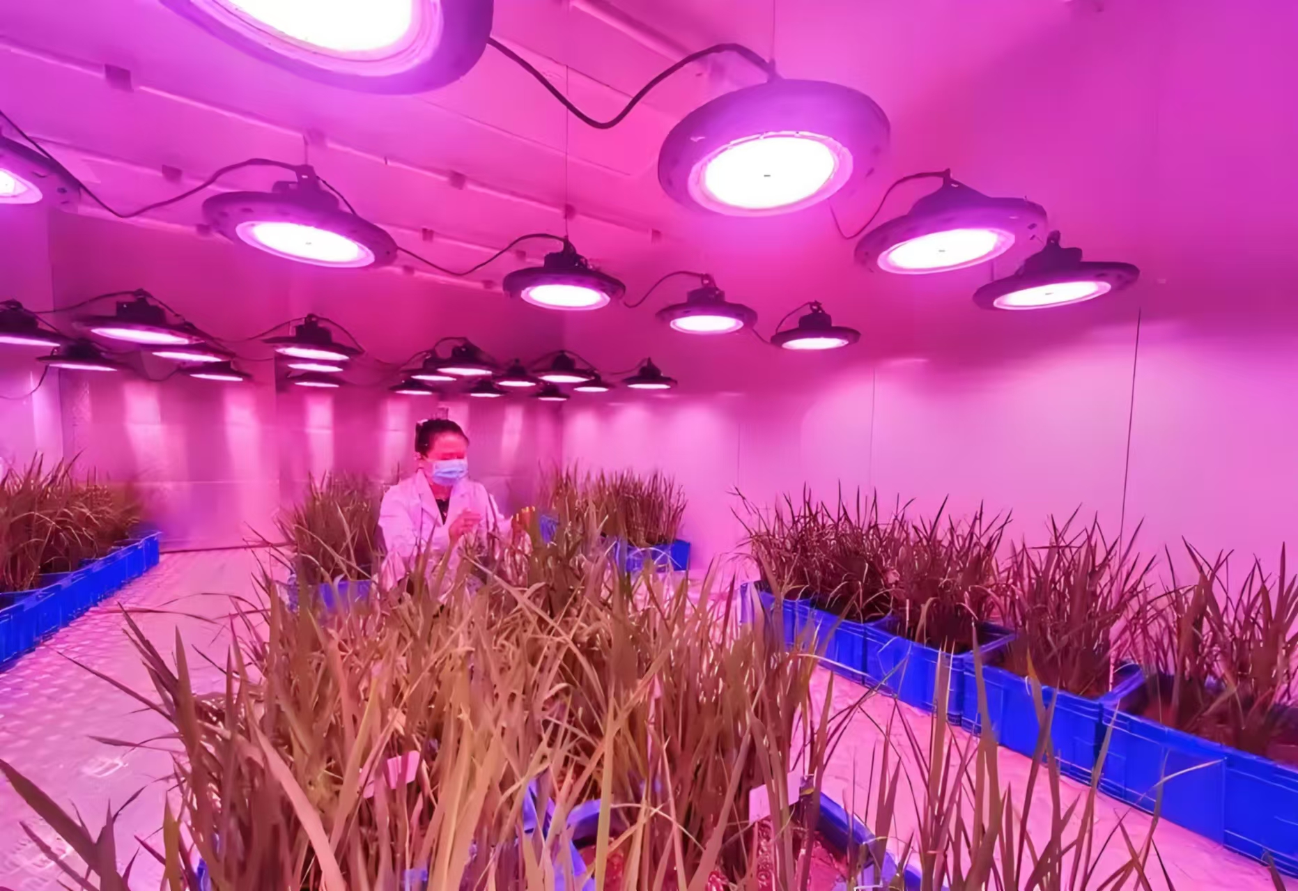 河南人工气候室在农业领域的应用